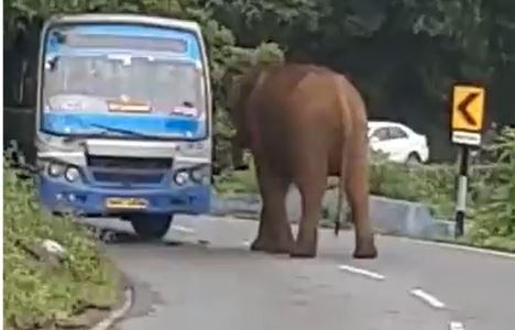 El dramático momento en que un elefante enfurecido ataca a un micro con pasajeros