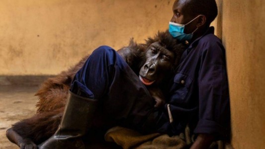 Dolor por la muerte de una famosa gorila