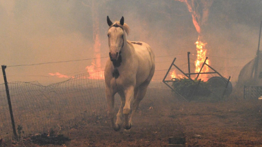 Incendios en el norte provincial:  Viajan veterinarios para asistir animales en riesgo o quemados