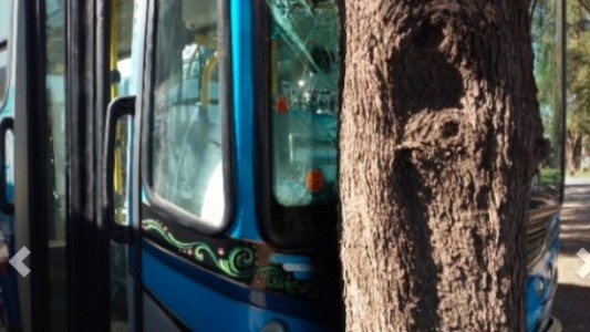 Pusieron en marcha colectivos y los chocaron contra árboles