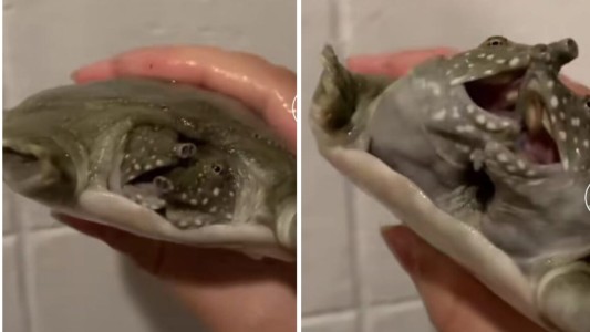 Video: el secreto que esconde esta tortuga de dos cabezas