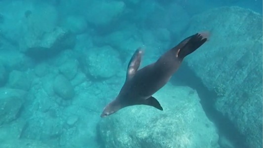 Una colonia de lobos marinos que se resiste al retroceso de su especie