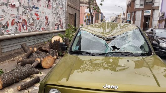 Un árbol aplastó a un auto