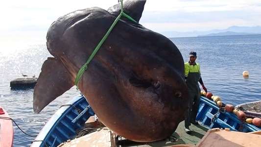 Capturan un pez luna de más de 3 metros y lo devuelven al mar