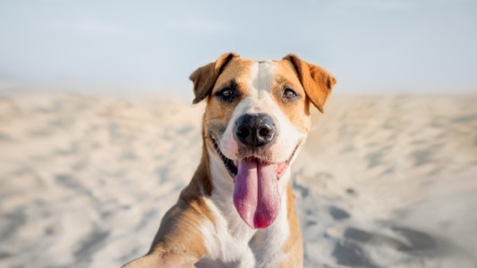 España: las mascotas tendrán DNI a partir del año que viene