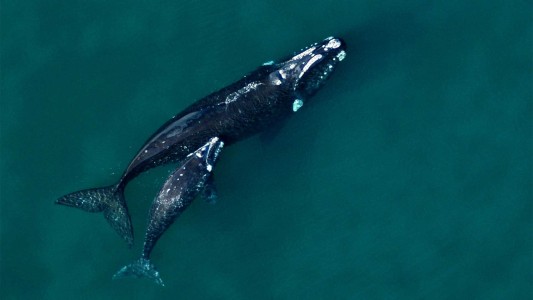 El calentamiento del océano afecta la supervivencia de la ballena franca austral