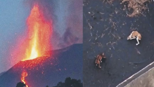 Planean inédito rescate con drones de perros atrapados entre ríos de lava