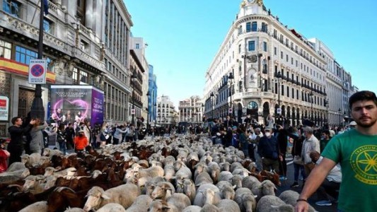 VIDEO: más de mil ovejas y cabras tomaron las calles de Madrid