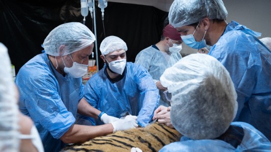 Murió la tigresa de bengala del ex zoológico por un tumor