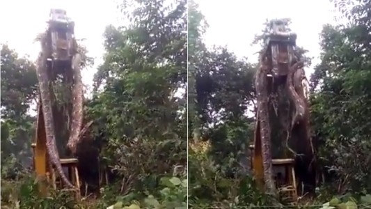 Encontraron una serpiente enorme y la sacaron con una grúa