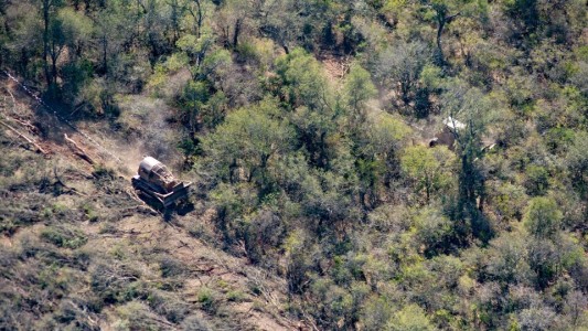 Proyecto propone prisión para quienes talen o desmonten bosques sin autorización