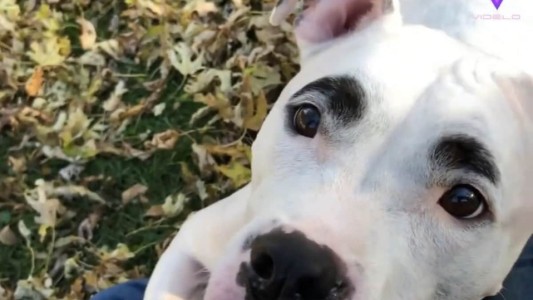 Video: el increíble perro que parece que tiene las cejas pintadas