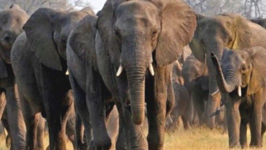 Manada de 70 elefantes destruye 250 hectáreas de cultivos