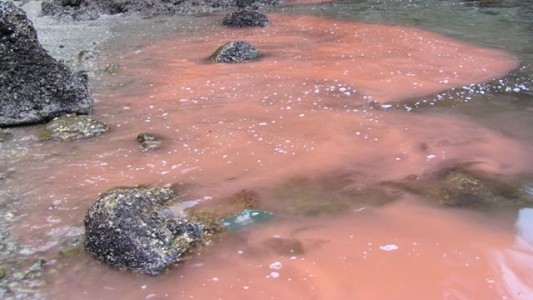 Marea roja en Chubut: Advierten sobre la alta concentración de "toxinas paralizantes" en moluscos