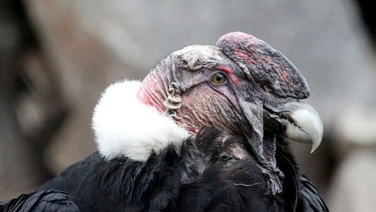 Dos cóndores hembra se reprodujeron en forma asexual