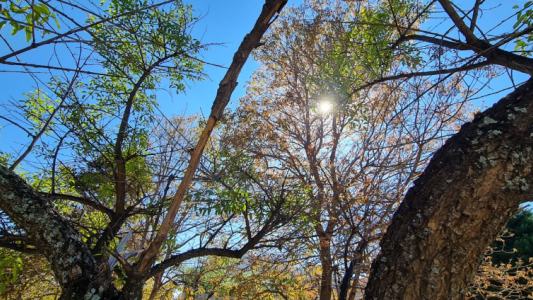 Buen tiempo, cálido, máxima 29°