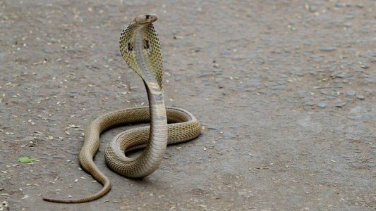 Sufrió necrosis en sus genitales tras ser mordido por serpiente que estaba oculta en el inodoro