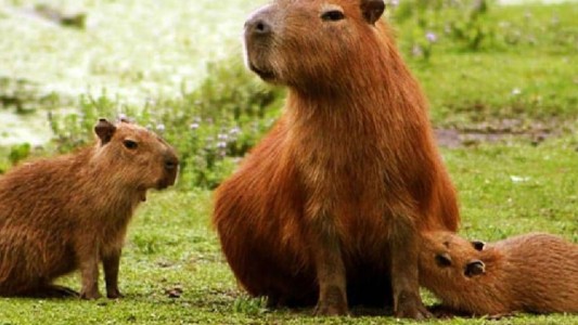 Echan a un funcionario de Corrientes que autorizó la caza de 200 carpinchos