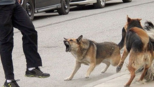 Un adolescente debió ser hospitalizado por el ataque de otra jauría en San Juan