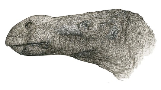 Descubren una nueva especie de dinosaurio décadas después de que se excavaran sus huesos