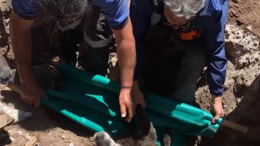 Rescatan un perro de una alcantarilla tras 20 horas de trabajo