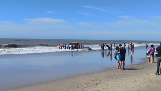 Rescatan y devuelven al mar una ballena de 4 toneladas varada en Villa Gesell