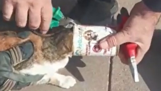 Emocionante rescate de un gato atrapado en una lata de comida