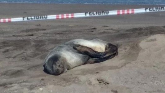 Jauría mató a un lobo marino en Mar del Plata: "Los perros también son víctimas cuando los abandonan"