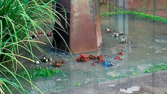 Desborde cloacal en el Paseo del Buen Pastor