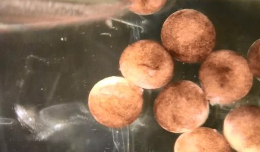 A partir de células de rana, crearon los primeros robots capaces de autorreplicarse