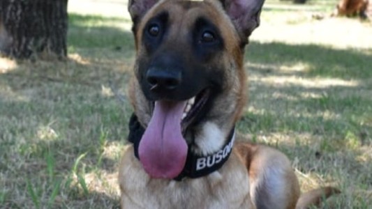 Samara, la perrita de policía que ayudó a encontrar el cuerpo de Nancy