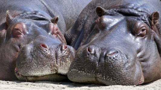 Dos hipopótamos contrajeron coronavirus en un zoológico de Bélgica