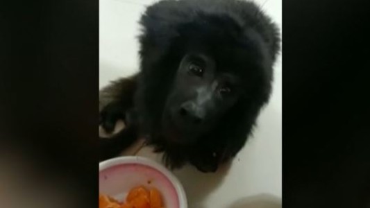 El mono "Coco" se recupera luego de ser rescatado de una fiesta con drogas