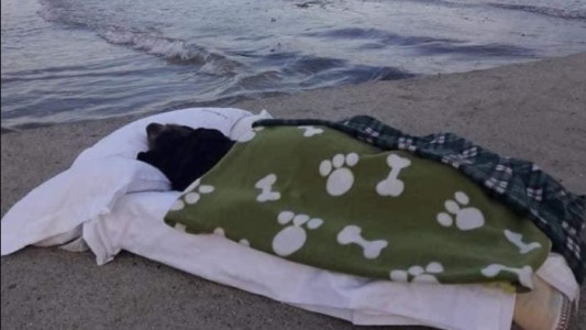 "Quería regalarte otra emoción": llevó a ver el mar a su perra enferma en fase terminal