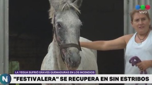 VIDEO: la yegua cordobesa que se recupera de graves quemaduras sufridas en los incendios forestales