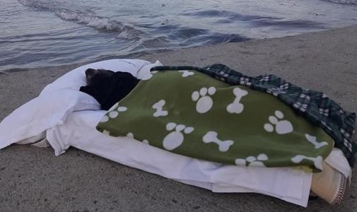 El hombre que llevó a su perro enfermo terminal a dar un último paseo por su playa favorita