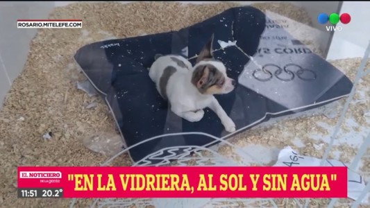 En la vidriera, al sol y sin agua: rescataron al cachorro y clausuraron la veterinaria
