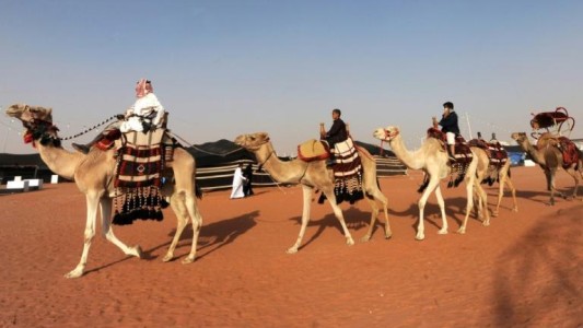 Escándalo en un concurso de belleza de camellos