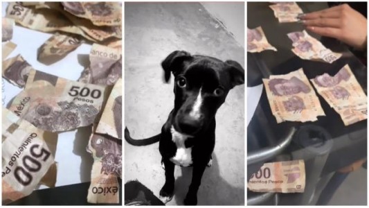 Video viral: dos perros destrozaron los ahorros de su dueña