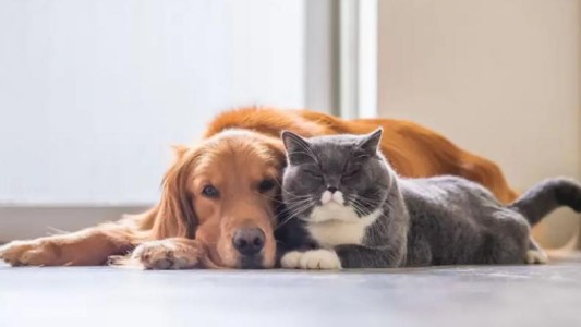 Un hombre tendrá que pagar cuota alimentaria para mantener sus mascotas