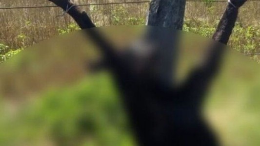 Un perro de caza se metió en su campo, lo mató y lo crucificó en el alambrado