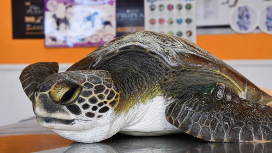 Videos y fotos alarmantes: una tortuga defecó más de 10 tipos de plásticos diferentes en San Clemente del Tuyú