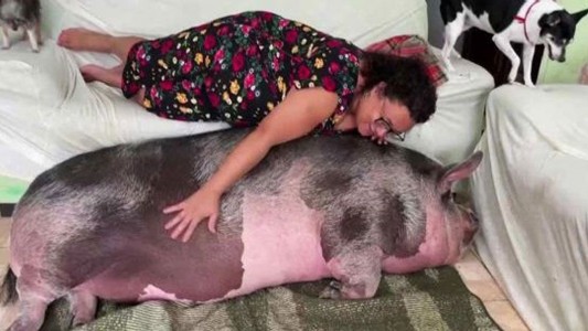 Compró un minicerdo para tener como mascota: ahora pesa 250 kilos