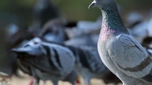 Proteccionistas denuncian "cruento exterminio” para reducir la plaga de palomas en Bahía Blanca
