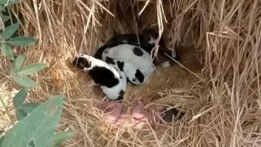 Abandonaron a una recién nacida en un campo: sobrevivió gracias al calor de cachorritos