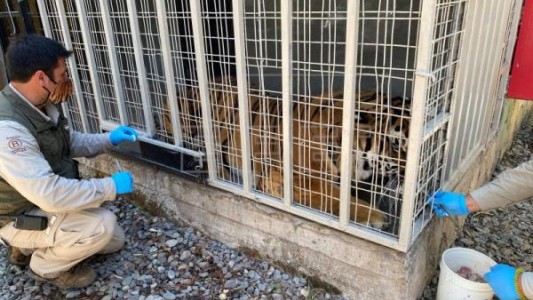 Primeros animales vacunados contra la Covid-19 en América latina