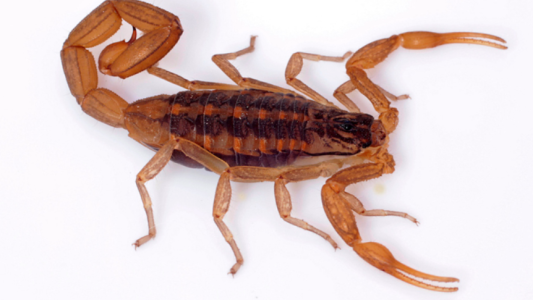 ¿Cómo prevenir picaduras de alacranes y animales ponzoñosos?