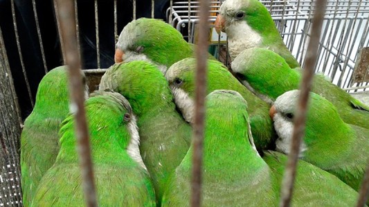 Entregan a un refugio más de 800 loros que vivían hacinados en una habitación en EEUU