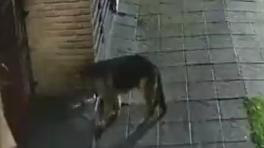 Dejaron una cámara para ver quién se robaba los bebederos para los animales y descubrieron una sorpresa