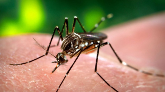 Continúan los operativos para la prevención del dengue, la chikungunya y el zika